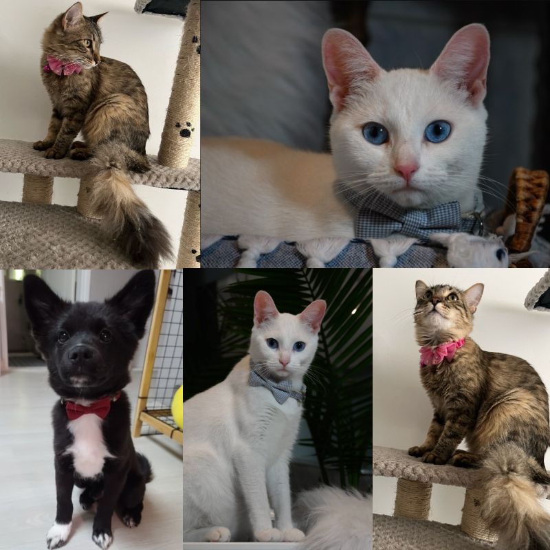 Adjustable Bow Tie Collar